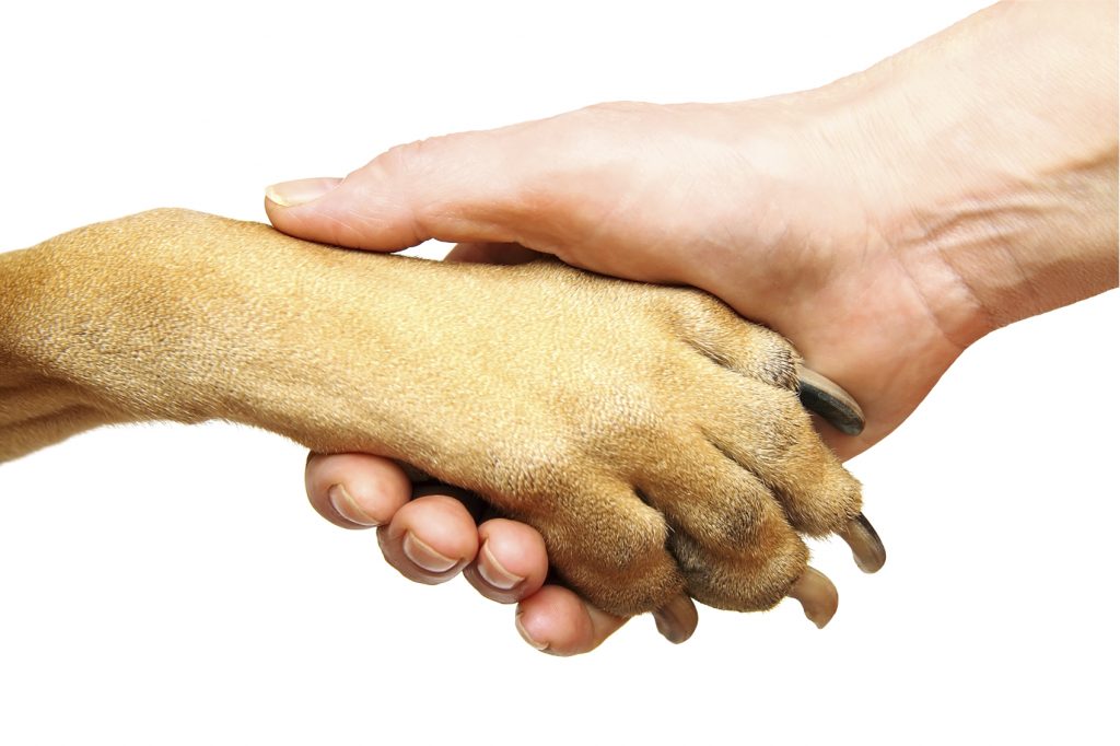 Dog paw and human hand doing handshake. Isolated over white.